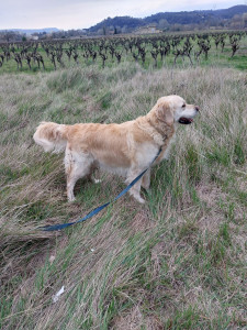 Photo de galerie - Actuellement je garde R'co, chien très  sociable et super gentil ,ont fait de grandes promenades  ,j'habite tout proche des vignes il est très heureux avec nous vie simple et familiale 