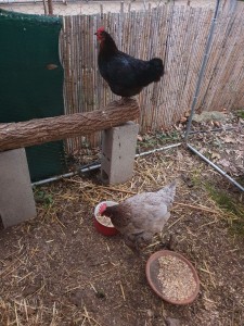 Photo de galerie - Nourrissage des poules - Ouverture et
 fermeture de l' enclos- Entretien-





