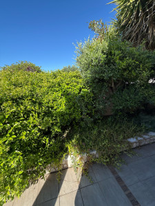 Photo de galerie - Taille de haies et d'arbustes