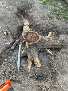 Photo de galerie - Elagage et coupe d'arbres