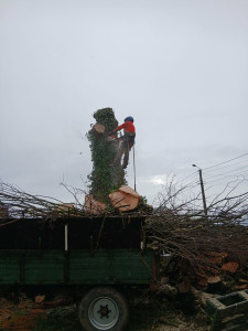 Photo de galerie - Elagage et coupe d'arbres