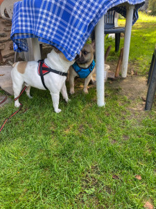 Photo de galerie - Deux petits coquins à garder ?