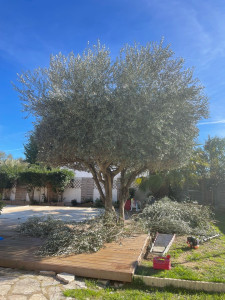 Photo de galerie - Taille de haies et d'arbustes