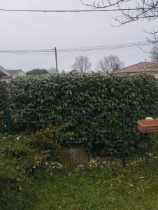 Photo de galerie - Taille et tonte 