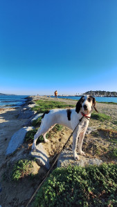 Photo de galerie - Garde de thais , ariegeoise , chien de chasse 