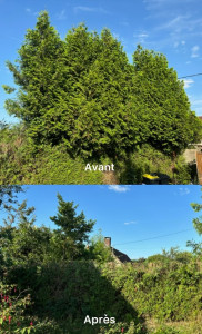 Photo de galerie - Rabattage de haie 