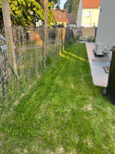 Photo de galerie - Tonte de pelouse - Débroussaillage