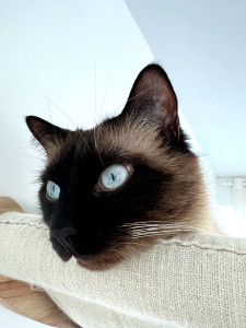 Photo de galerie - Garde animaux