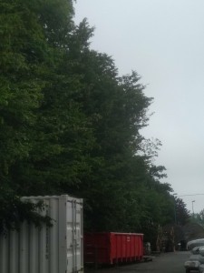 Photo de galerie - Elagage et coupe d'arbres