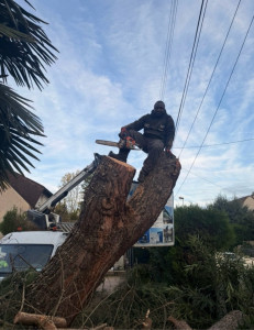 Photo de galerie - Bonjour, je suis paysagiste-jardinier, spécialisé dans l'élagage, l'abattage d'arbres, la taille de haies, le débroussaillage et l'entretien des jardins. 