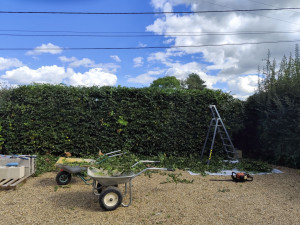 Photo de galerie - Taille de haie et coupe d'arbres , élagage, rabattage 