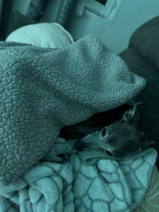 Photo de galerie - Garde chien