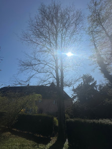 Photo de galerie - Petit élagage