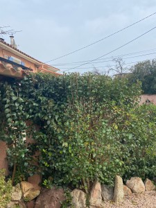 Photo de galerie - Elagage et coupe d'arbres