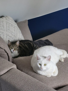 Photo de galerie - .