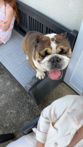 Photo de galerie - Garde de chien à domicile