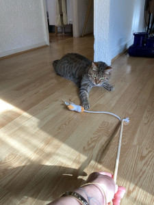 Photo de galerie - Kiwi