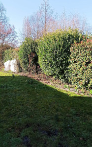 Photo de galerie - Avant taille 