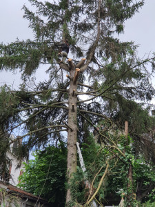 Photo de galerie - Élagage et coupe d’arbres