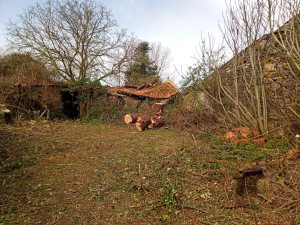 Photo de galerie - Nettoyage d'un jardin non entretenu depuis des années
abattage de plusieurs arbres 
