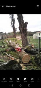 Photo de galerie - Abattage d'arbres et évacuation des déchets 