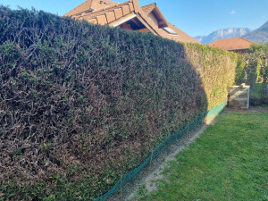 Photo de galerie - Taille haie et enlever épaisseur existante 