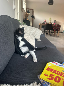 Photo de galerie - Garde chat