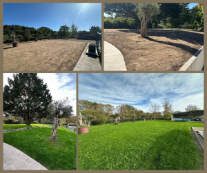 Photo de galerie - Engazonnement 