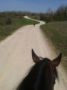 Photo de galerie - Balade à cheval en compagnie d’Helios 