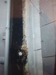 Photo de galerie - Nettoyage des gouttières 