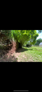 Photo de galerie - Taille de haies et d'arbustes