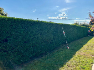 Photo de galerie - Taille de haie de cyprès 