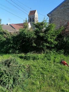 Photo de galerie - Elagage et coupe d'arbres