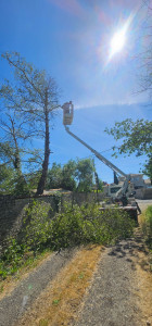 Photo de galerie - Abattage 