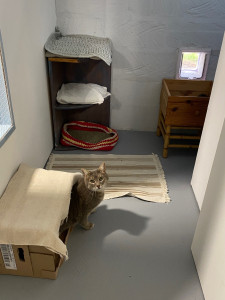 Photo de galerie - Garde chat