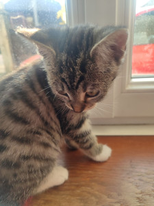 Photo de galerie - Petit chaton 