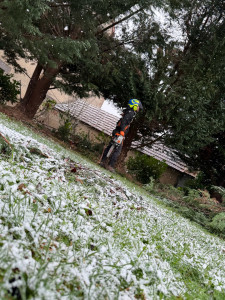 Photo de galerie - Photo de moi même avant étêtage de cyprès 