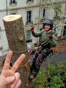Photo de galerie - Elagage et coupe d'arbres