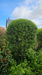 Photo de galerie - Taillage 
