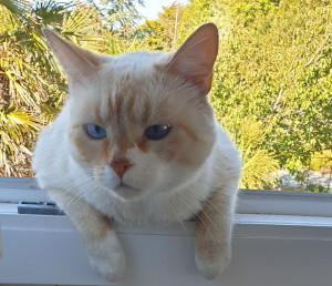 Photo de galerie - Un chat heureux dans un paradis sécurisé
