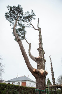 Photo de galerie - Elagage et coupe d'arbres