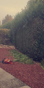 Photo de galerie - Taille de haies et d'arbustes