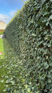 Photo de galerie - Taille de lierre