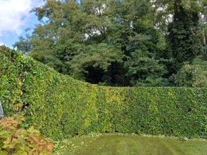 Photo de galerie - Taille de haie 