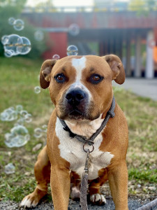 Photo de galerie - Norton 