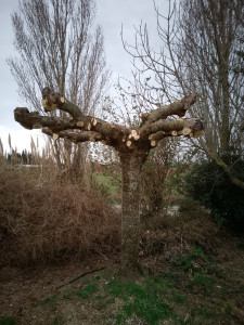 Photo de galerie - Après intervention, taille en trogne d'un murier platane avec évacuation des déchets végétaux
