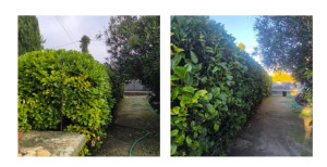 Photo de galerie - Taille de haie 