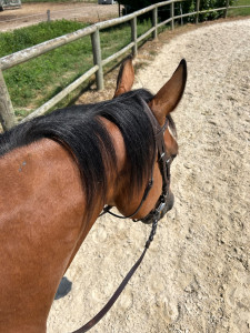 Photo de galerie - Pension chevaux