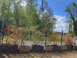 Photo de galerie -  Taillage 