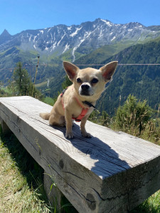 Photo de galerie - Marley a la montagne